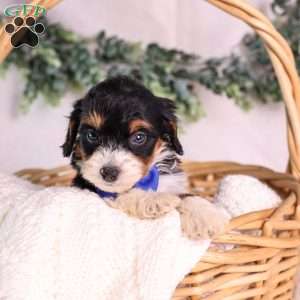 Miller (House training), Mini Bernedoodle Puppy